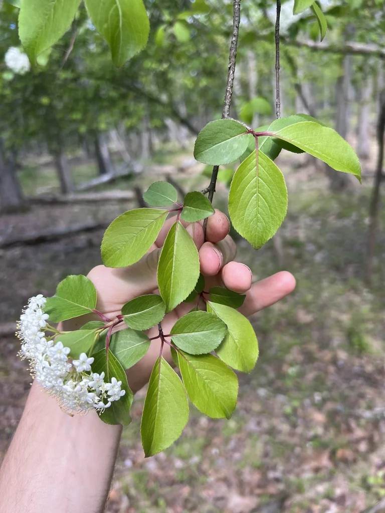 Viburnum Prunifolium
