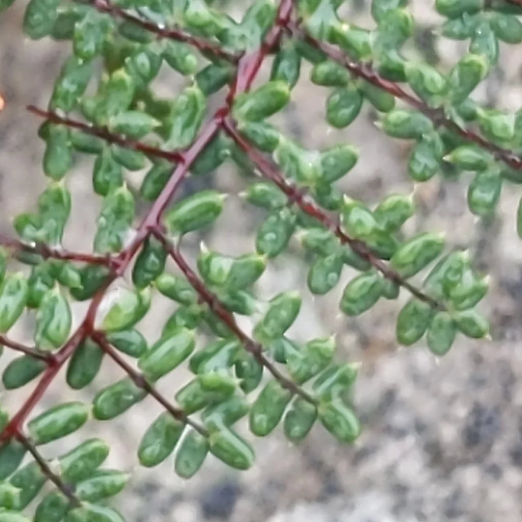 Pellaea Mucronata