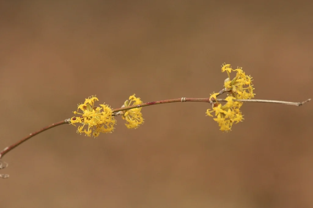 Cornus Mas
