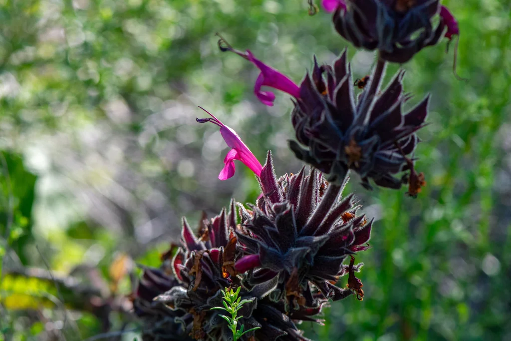 Salvia Spathacea