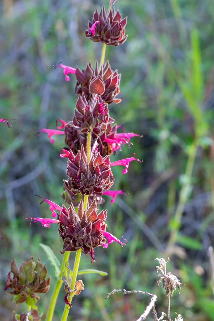 Salvia Spathacea