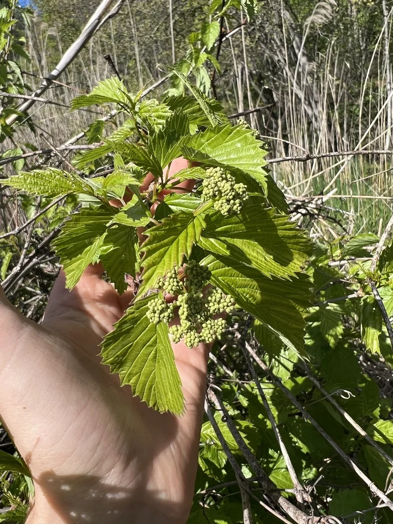 Viburnum Dentatum