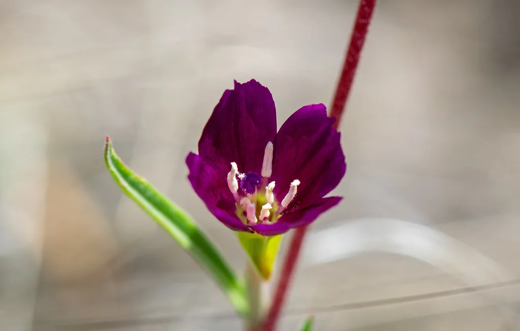 Clarkia Purpurea