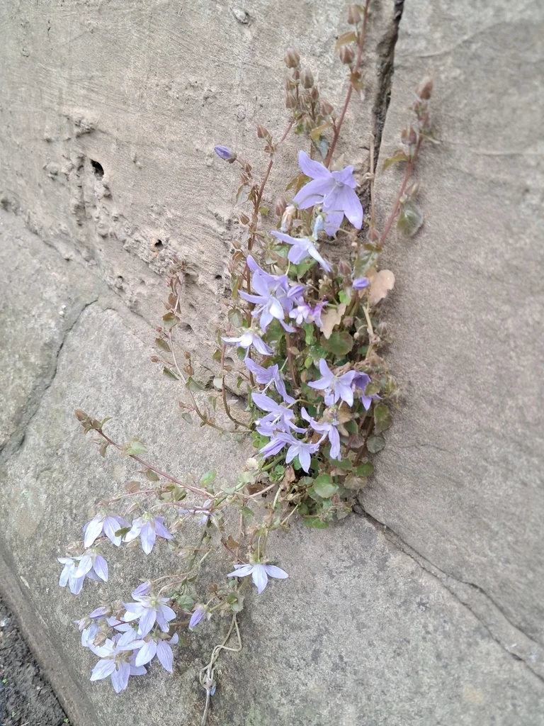 Campanula Poscharskyana