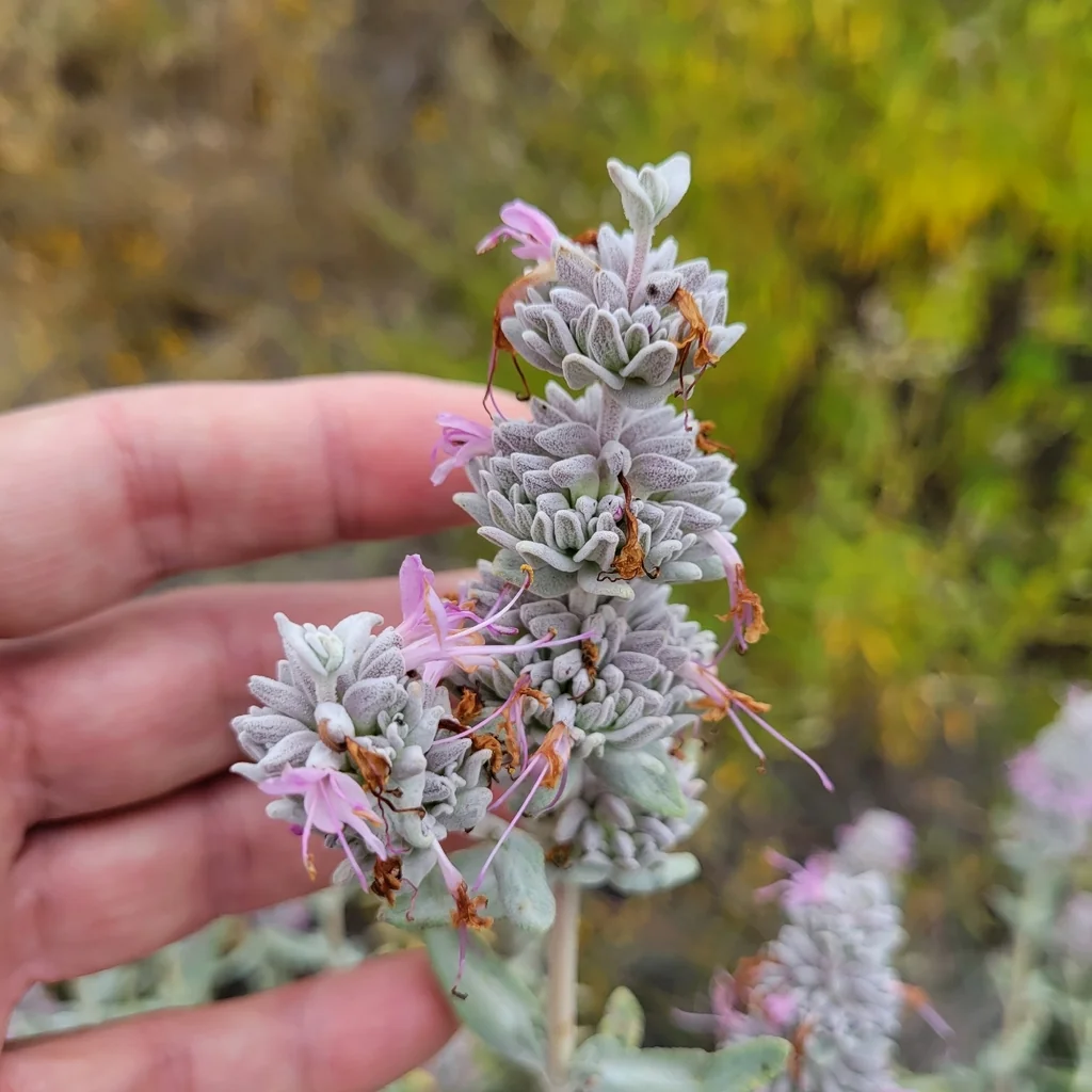 Salvia Leucophylla