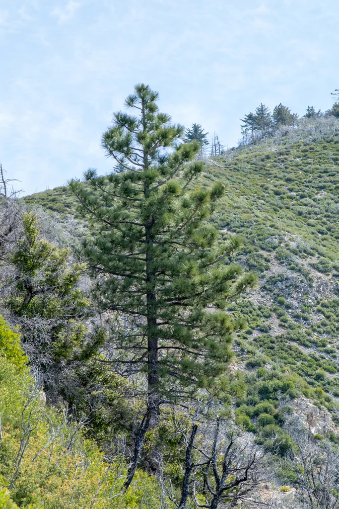 Pinus Coulteri