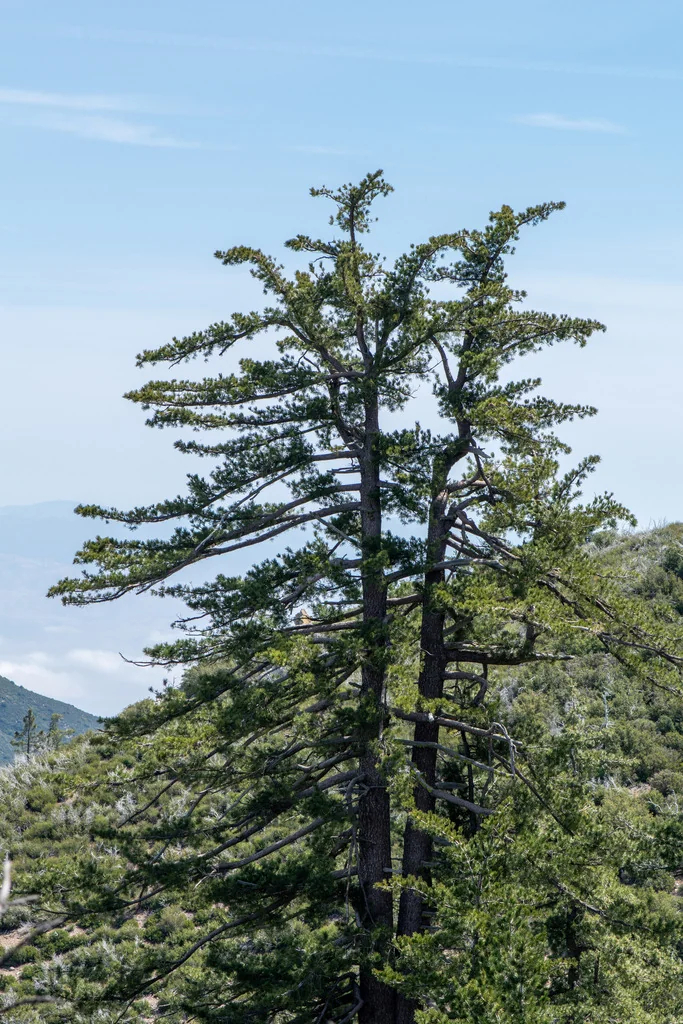 Pinus Lambertiana
