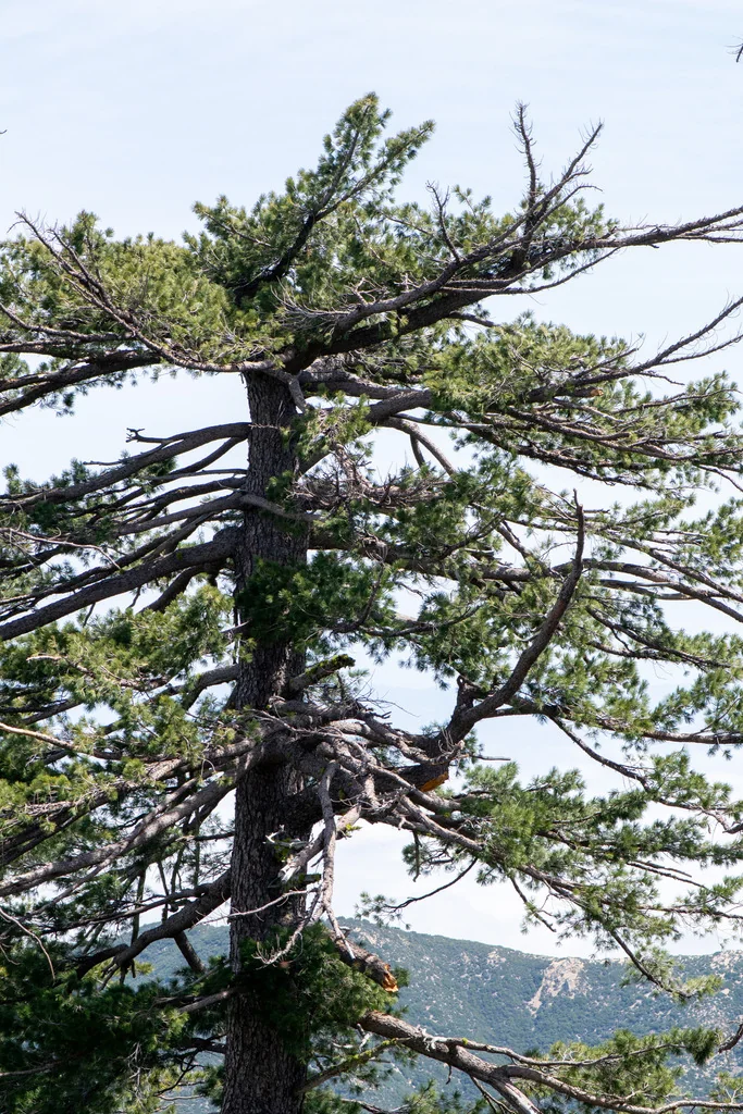 Pinus Lambertiana