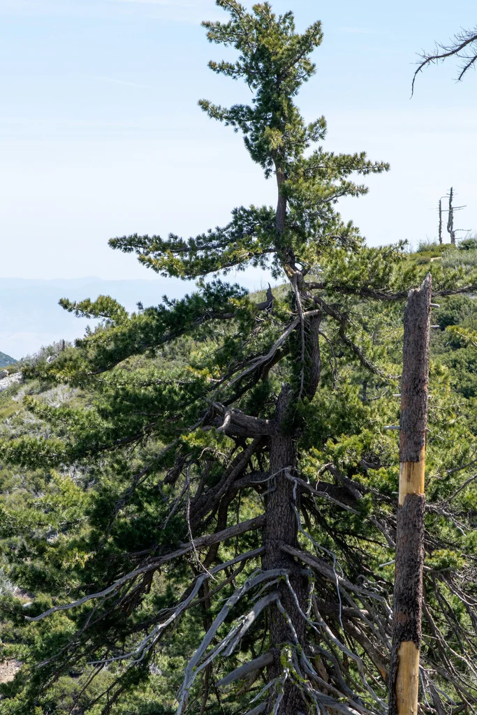 Pinus Lambertiana