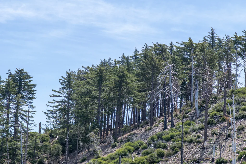 Pinus Lambertiana