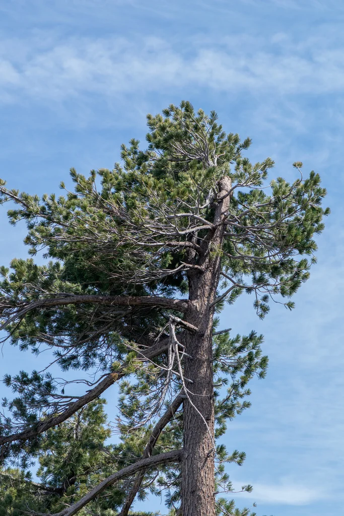 Pinus Lambertiana