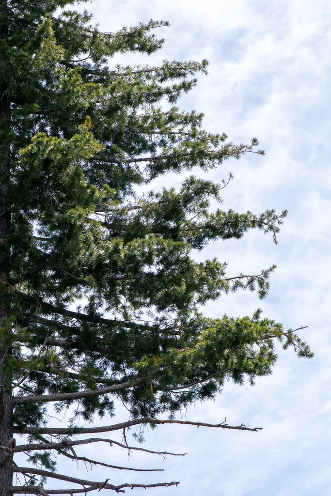 Pinus Lambertiana