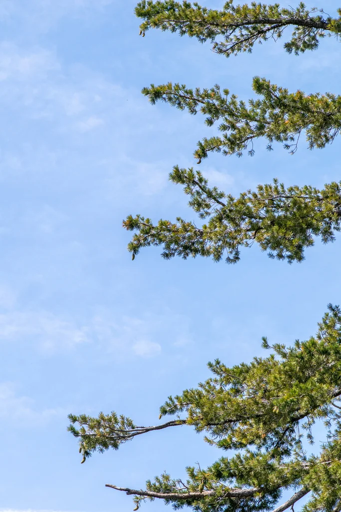 Pinus Lambertiana