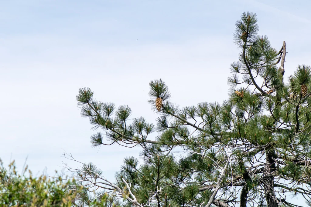 Pinus Coulteri