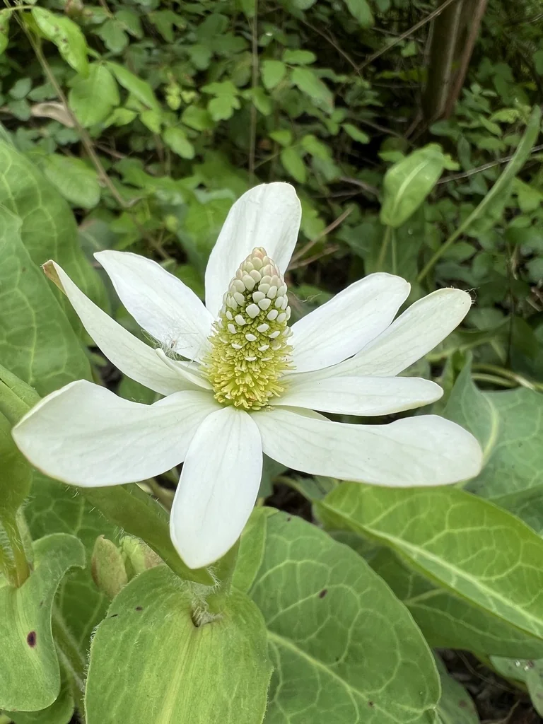 Anemopsis Californica