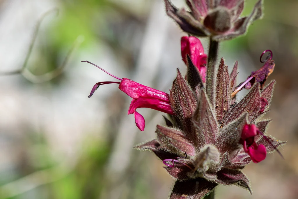 Salvia Spathacea
