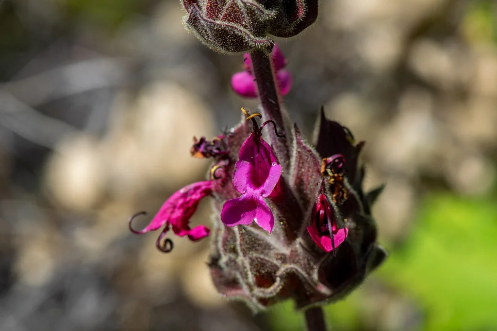 Salvia Spathacea
