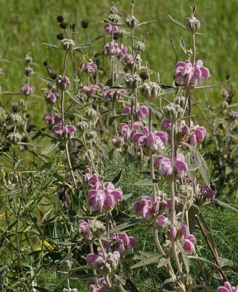Phlomis Purpurea