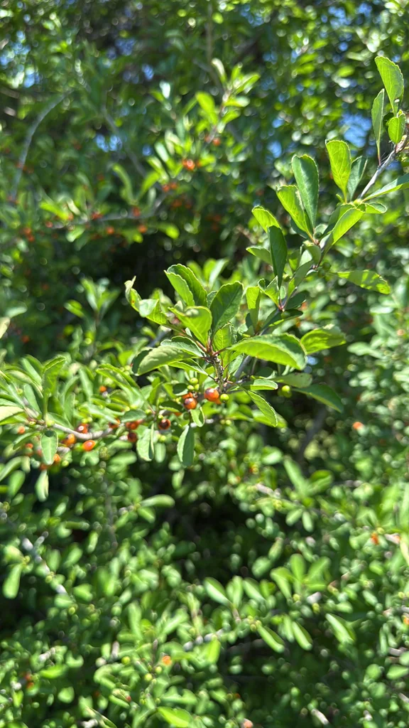 Ilex Decidua