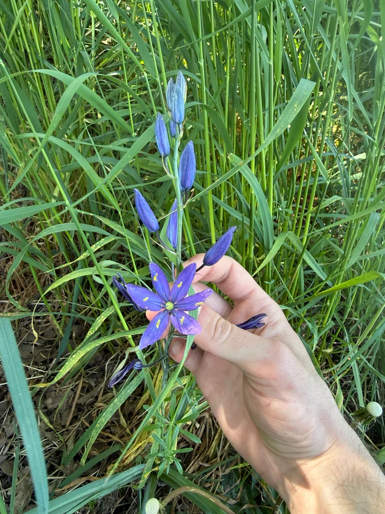 Camassia Leichtlinii