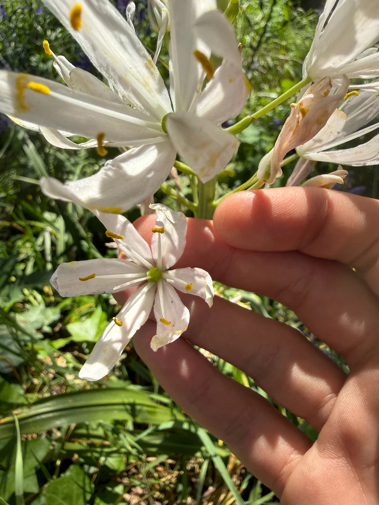 Camassia Leichtlinii