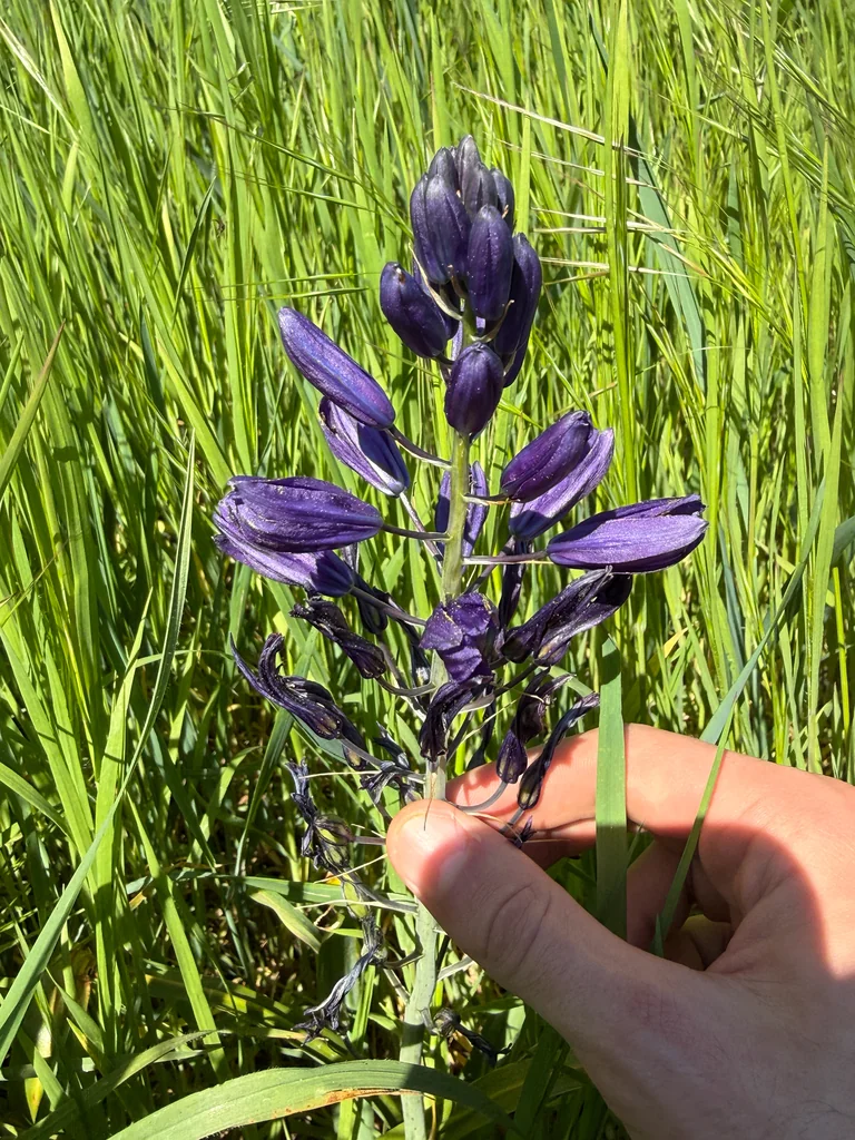 Camassia Leichtlinii