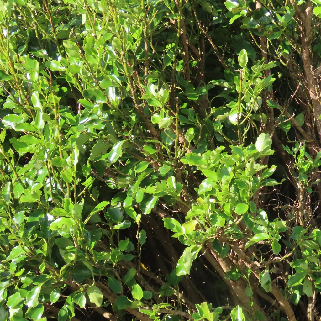 Griselinia Littoralis