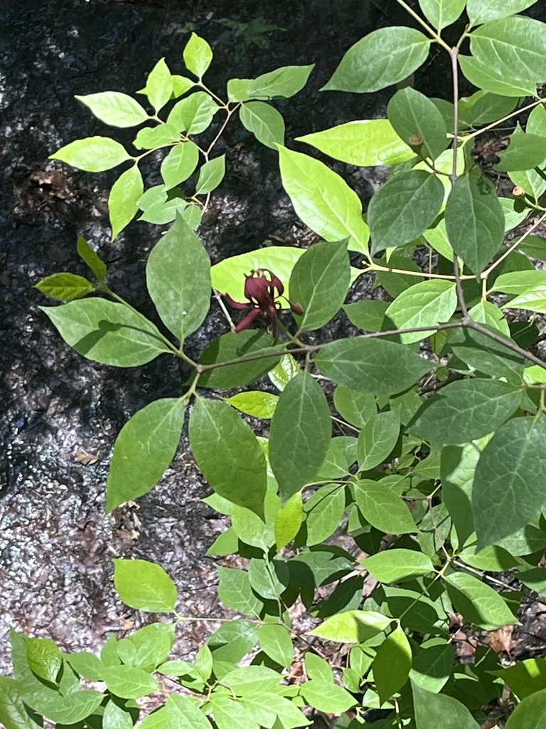 Calycanthus Floridus
