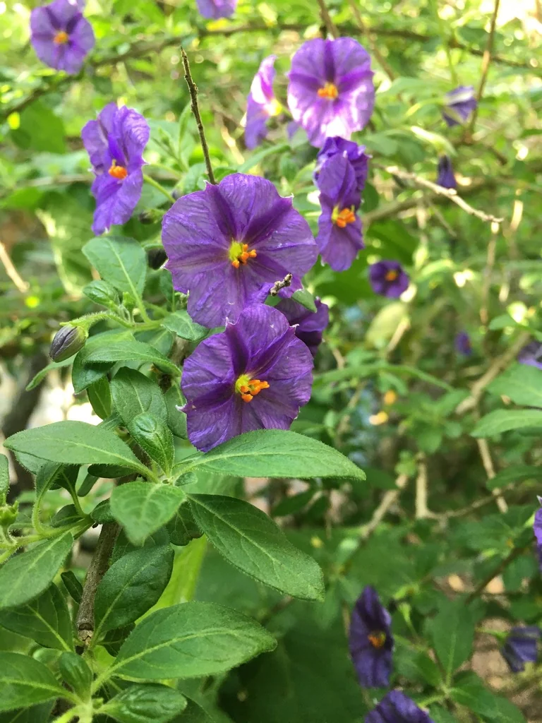 Lycianthes Rantonnetii