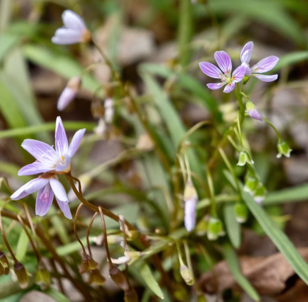 Claytonia Virginica