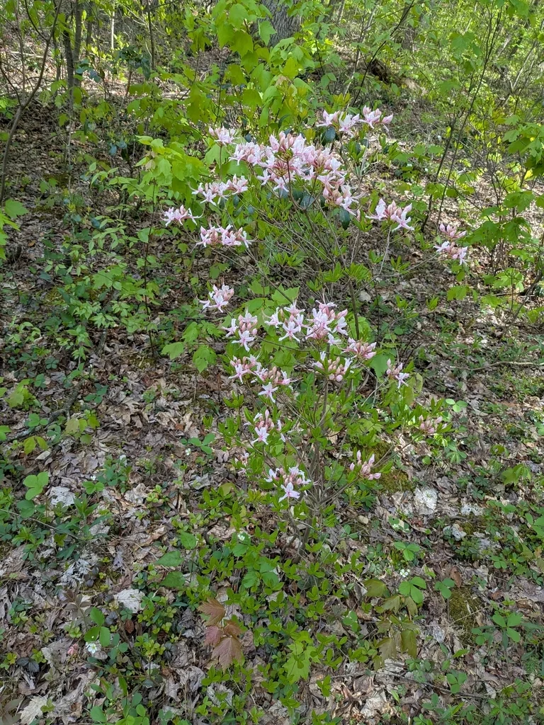 Rhododendron Periclymenoides
