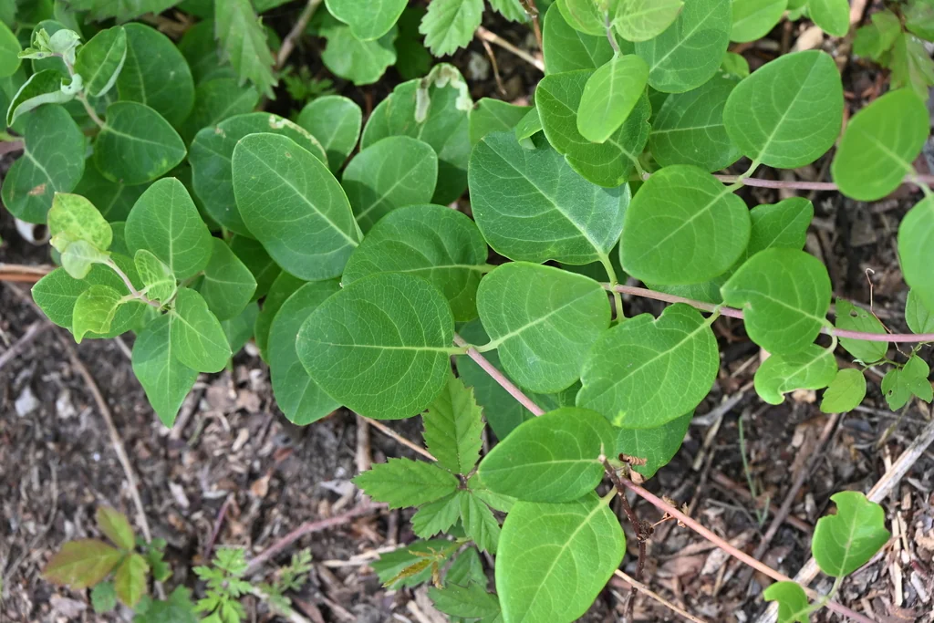 Lonicera Sempervirens