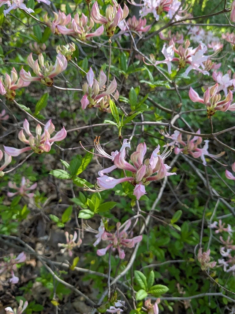 Rhododendron Periclymenoides