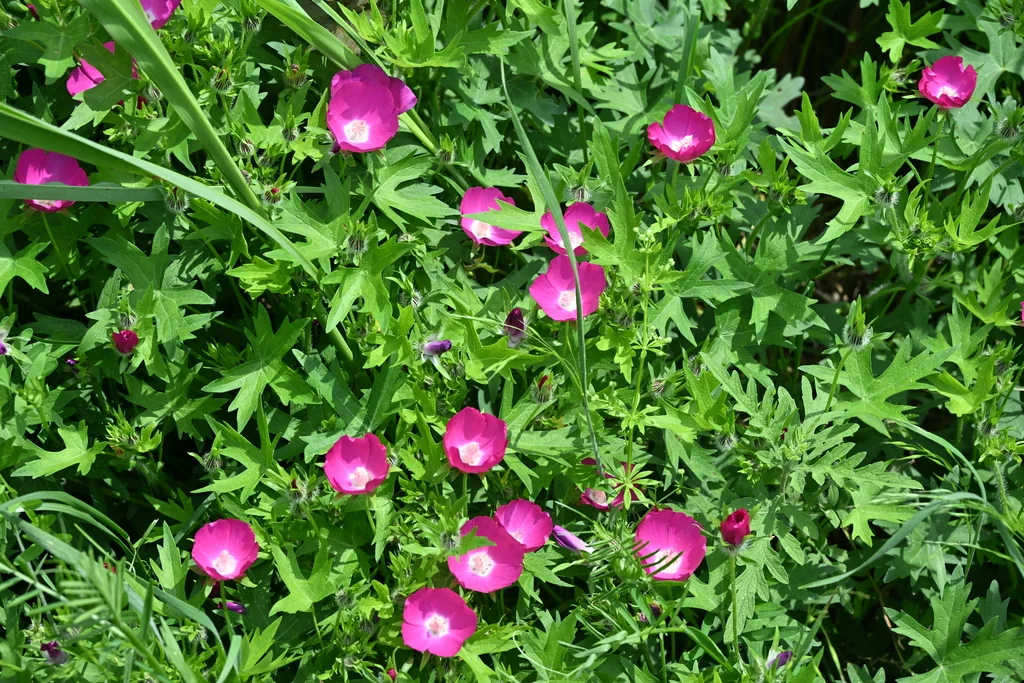 Callirhoe Involucrata