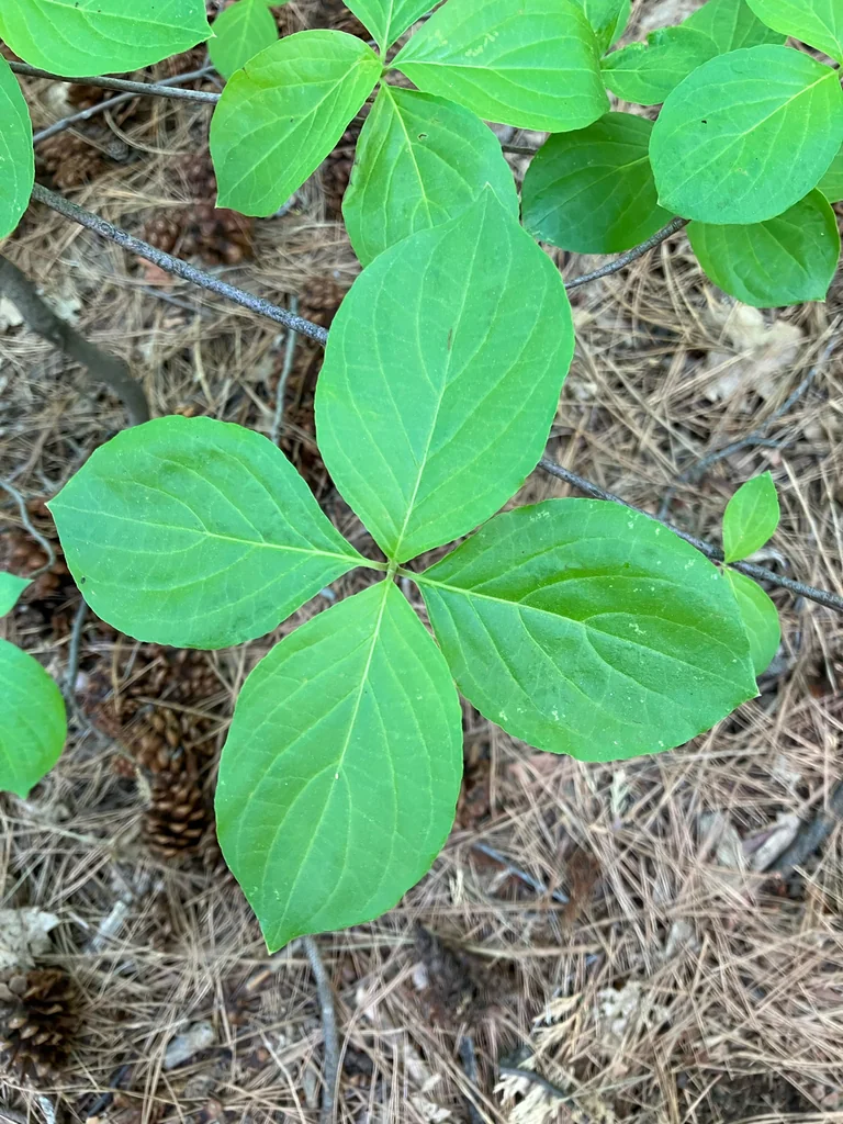 Cornus Nuttallii