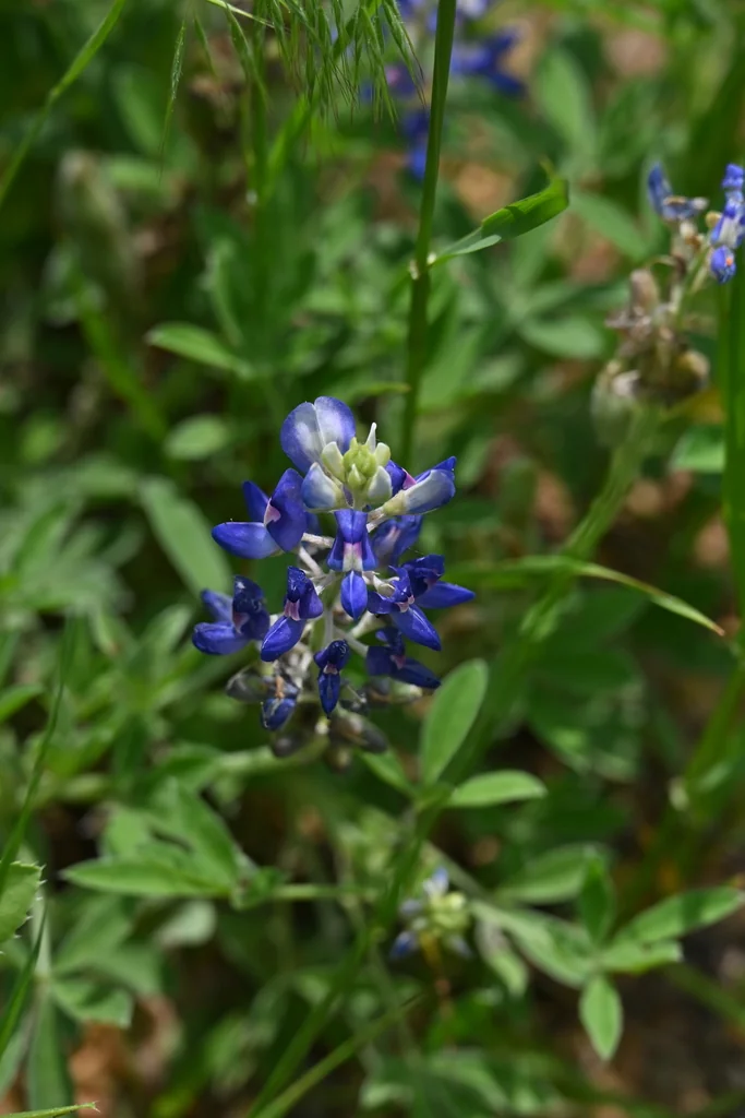 Lupinus Texensis