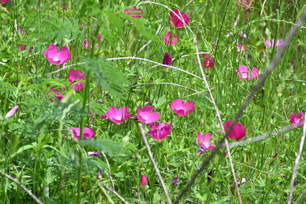 Callirhoe Involucrata