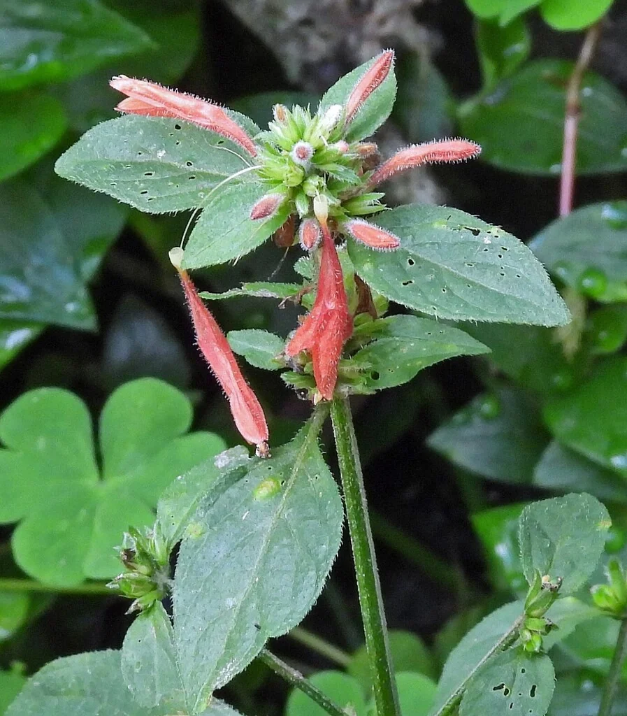 Dicliptera Suberecta