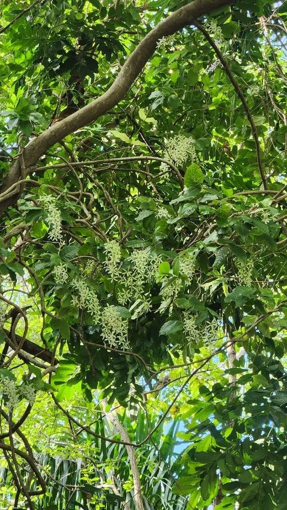 Petrea Volubilis