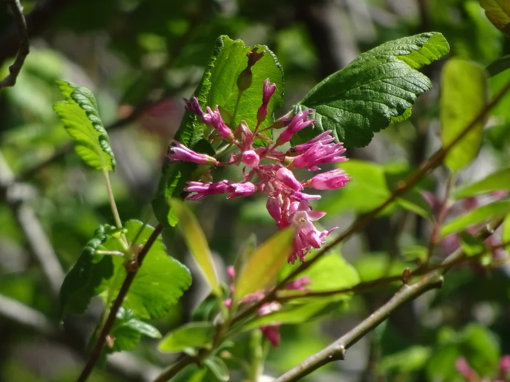 Ribes Sanguineum Glutinosum