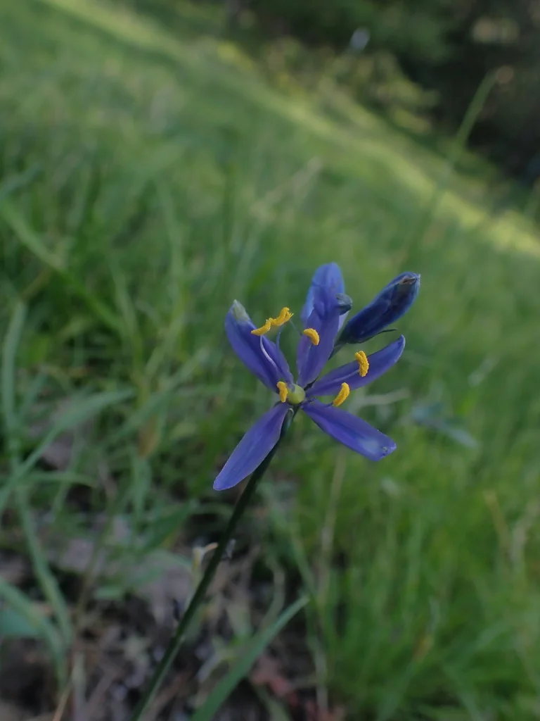 Camassia Quamash