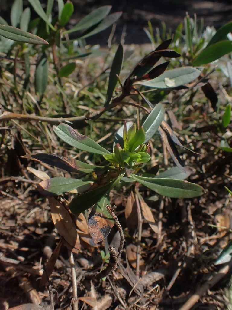 Penstemon Fruticosus
