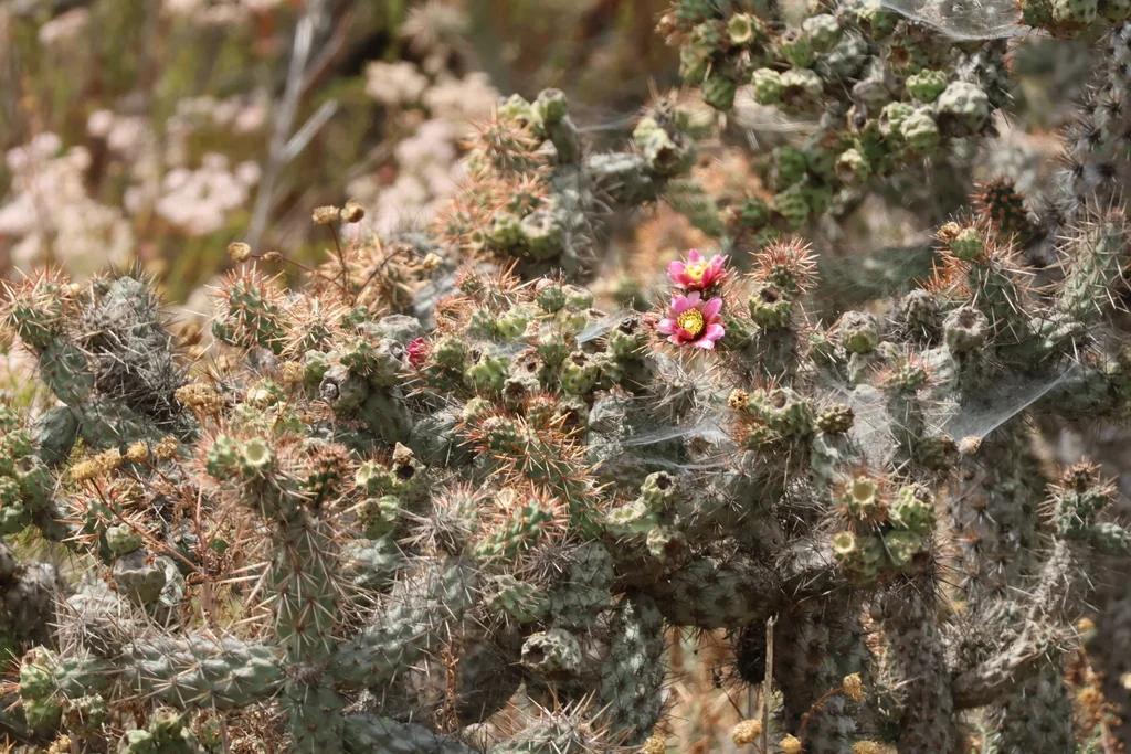 Cylindropuntia prolifera
