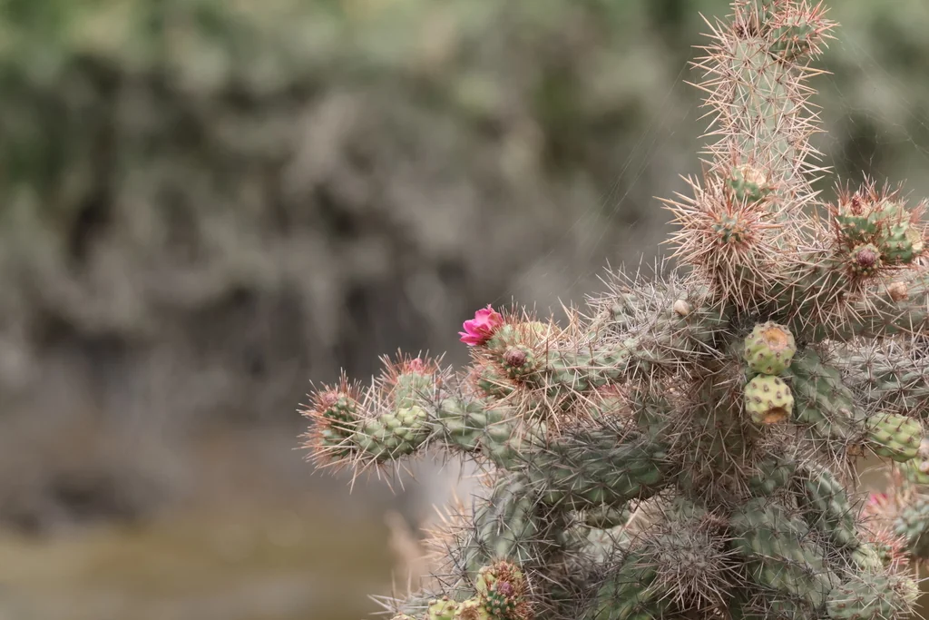 Cylindropuntia prolifera