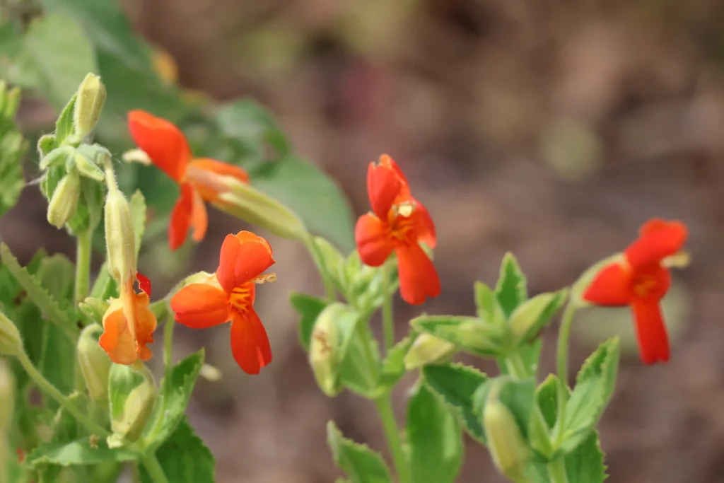 Mimulus Cardinalis