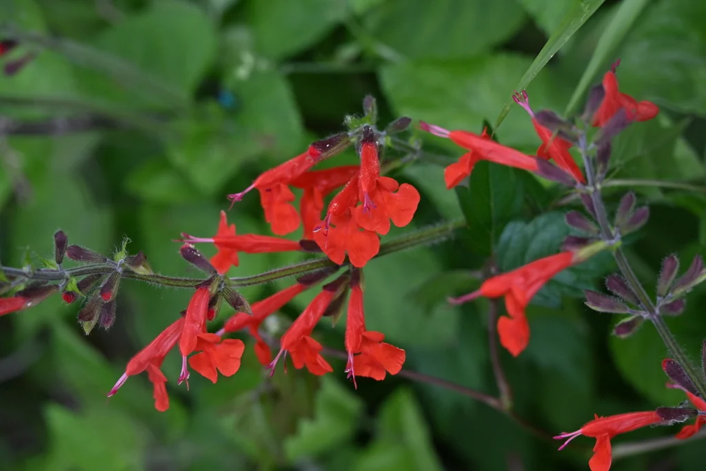 Salvia coccinea
