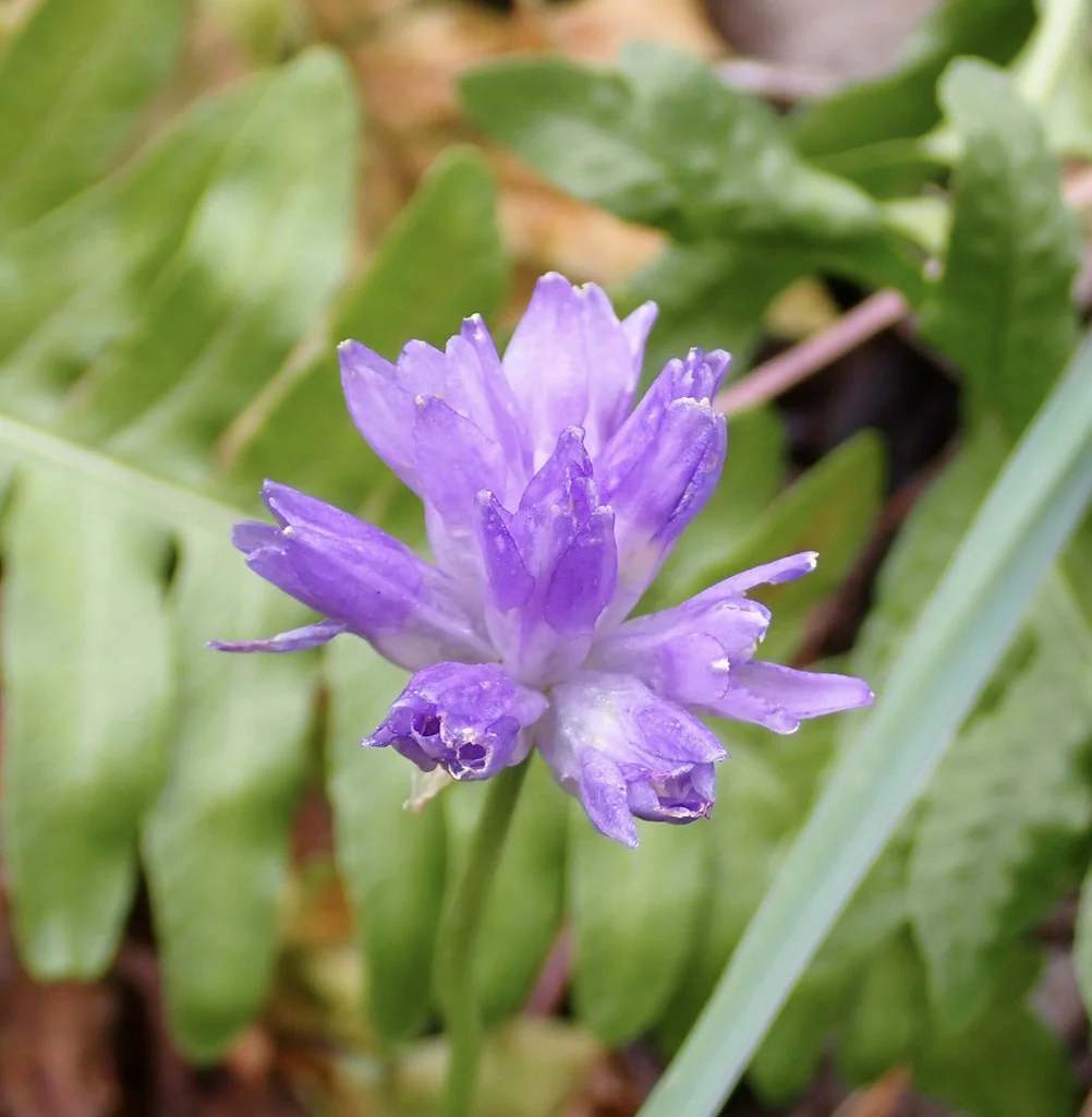 Dichelostemma Capitatum