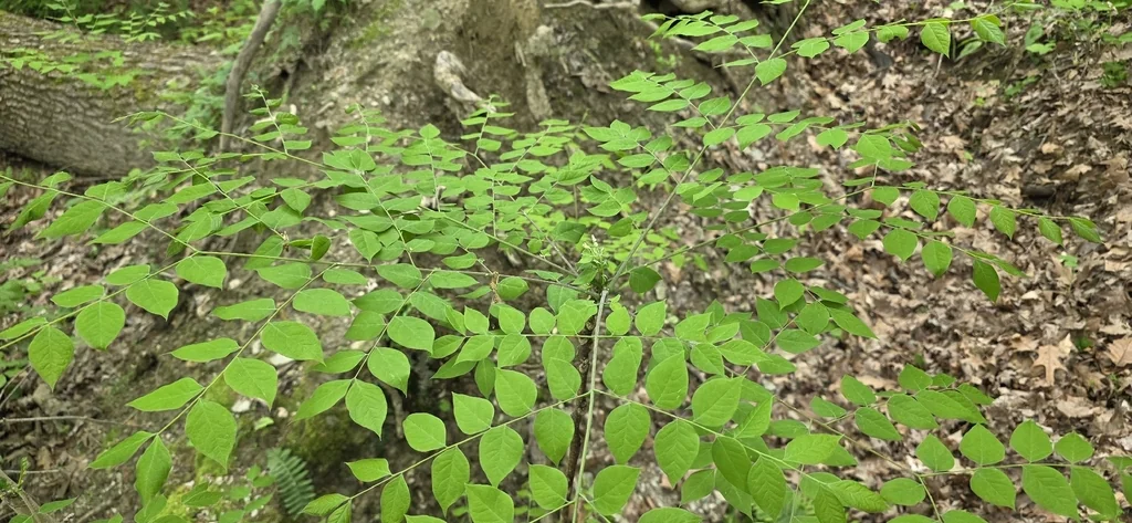 Gymnocladus Dioicus