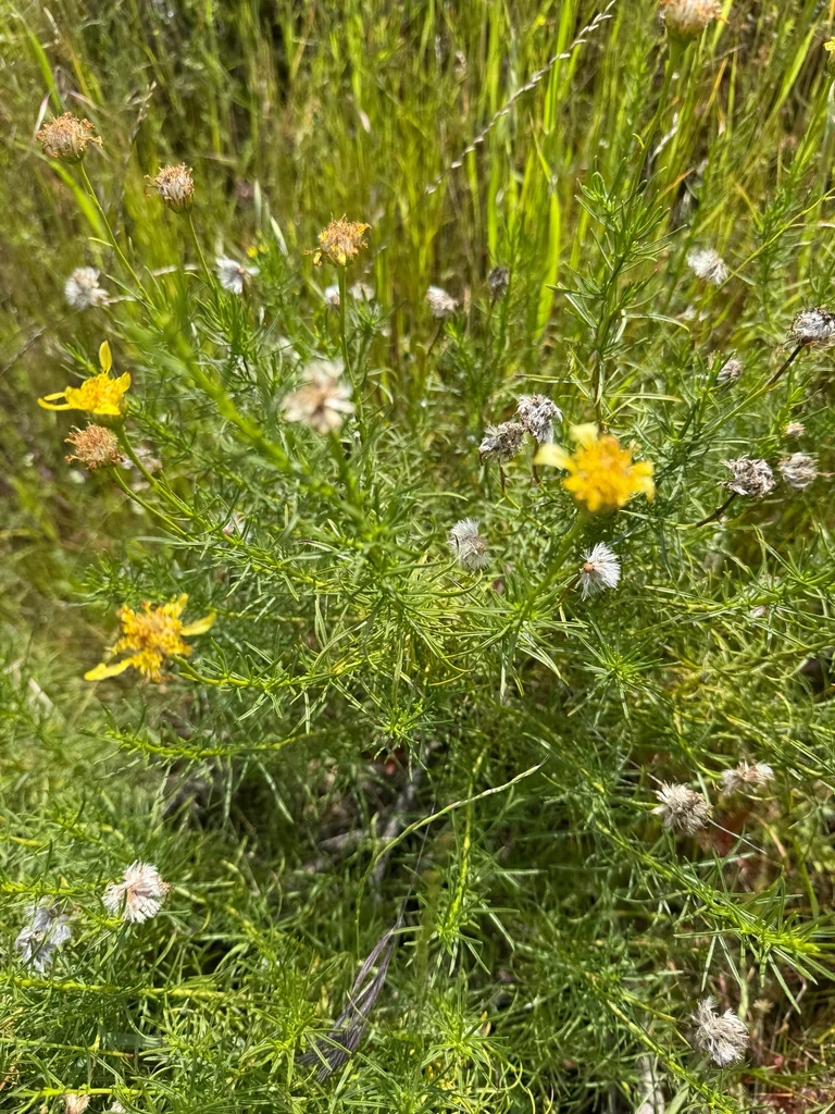 Ericameria Linearifolia