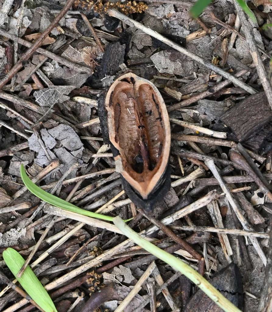 Carya illinoinensis